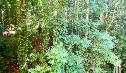Apartamento com vista verde