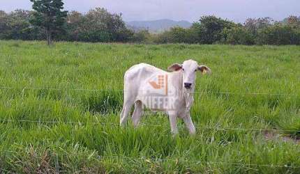 Fazenda Produtiva à Venda em Silva Jardim/RJ – 16,6 ha, Beira-Rio, Estrutura Completa – R$ 1,91 Mi