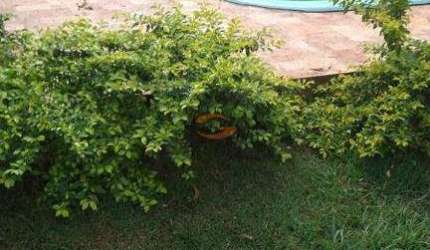 linda chacara de 1000 metros com pes de frutas, piscina e casa confortavel