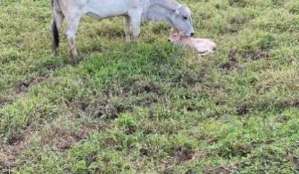 Fazenda para Venda em Juquiá, Zona Rural.