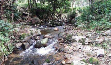 Sitio a Venda - Forquilhas - São José/SC