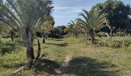 Excelente área com 7.050,00m², com água, luz, a 100 metros da escola municipal, e uma pequena casa.