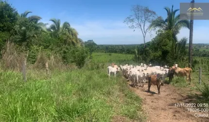 Fazenda com ate 5 anos para pagar - 305 hectares
