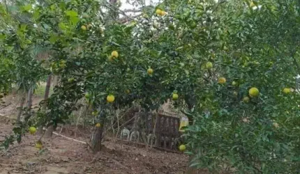 Chácara  em Piedade