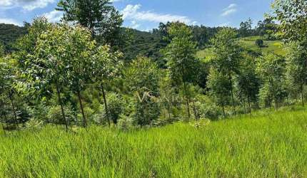 Fazenda à venda, 330000 m² por R$ 2.600.000,00 - Aratingauba - Imaruí/SC