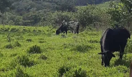 Fazenda no Município de Cachoeira Alta Goiás