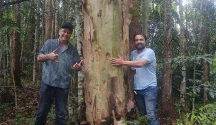 fazenda de eucalipto