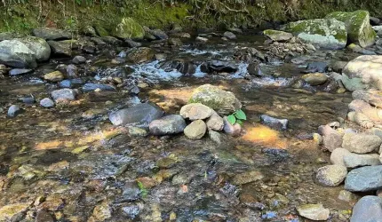 Chácara 36.600 m² em Morretes com 3 tanques de Peixes 1500 pés de bananas e rio passando dentro da propriedade