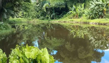 Área à venda no bairro Marumbi - Morretes/PR, Rural
