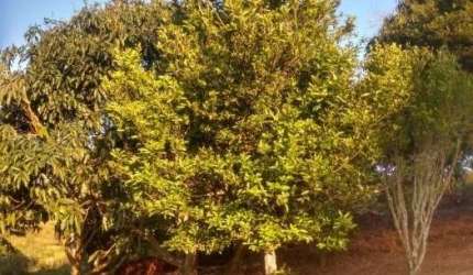 Chácara / sítio com 2 quartos à venda em Pinhal, Jacareí  por R$ 320.000