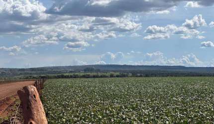 Fazenda em Cristalina