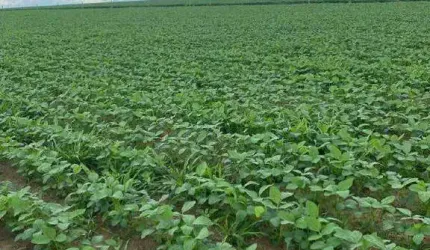 Ótima fazenda em Ipameri - GO