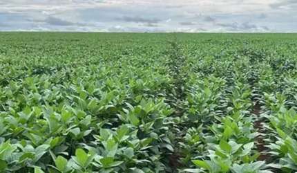 Fazenda á venda em Pedro Afonso-TO!