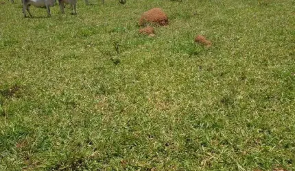 Fazenda de 1.200 Hectares em Unaí/MG - Ideal para Agricultura e Pecuária!