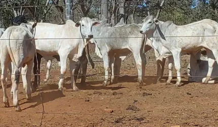 Excelente fazenda á venda em Felixlândia-MG!