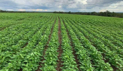 Oportunidade Única: Fazenda Espetacular no Vale do Araguaia-TO