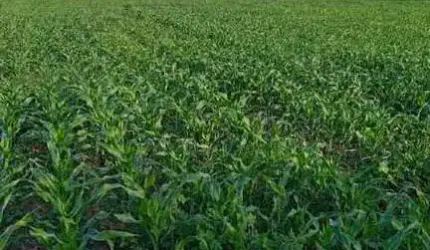 Fazenda Porteira fechada em Gurupi-To