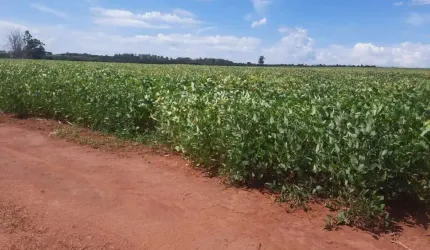 Fazenda de 900 Hectares em Uberlândia-MG: Oportunidade Única no Agronegócio!