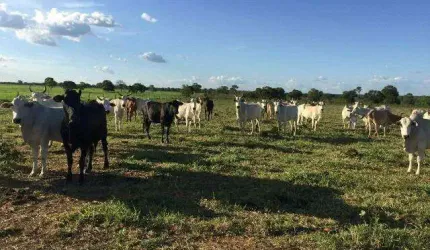 Fazenda à venda, AREA RURAL DE PARACATU - PARACATU/MG