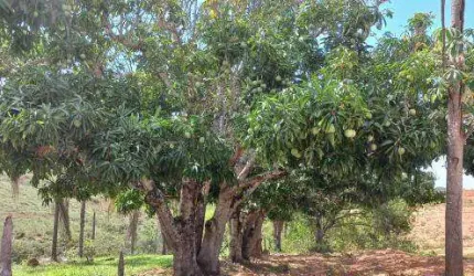 Fazenda à venda, Área rural de Tiros - TIROS/MG