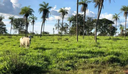 Oportunidade: Fazenda á venda na região Sul de Tocantins