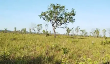 Fazenda à venda, AREA RURA DE PALMAS TO - PALMAS/TO
