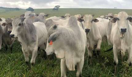 Fazenda à venda, AREAR RURAL DE MARANHAO - Caxias/MA