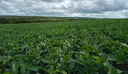 Fazenda à venda, ÁREA RURAL DE UBERLÂNDIA - Uberlândia/MG