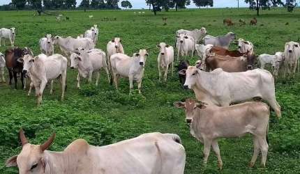 Fazenda à venda, Área rural de Quirinópolis - QUIRINOPOLIS/GO