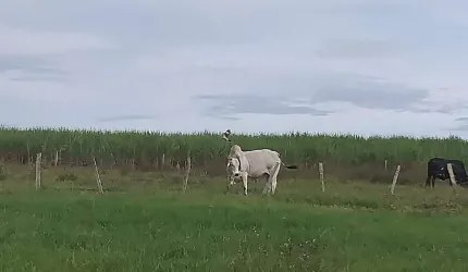 Fazenda à venda, Área Rural de Mineiros - MINEIROS/GO