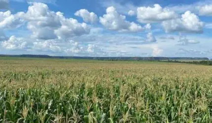 Fazenda à venda, AREA RURAL DE BALSAS - MA - Balsas/MA