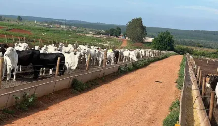 Fazenda à venda, ÁREA RURAL DE UBERLÂNDIA - Uberlândia/MG