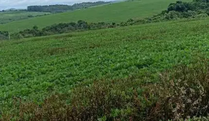 Fazenda à venda, AREA RURAL DE IBIA - MG - IBIÁ/MG