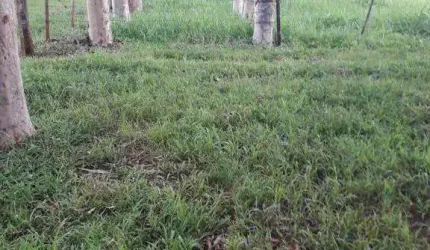 Fazenda à venda, Miraporanga - Uberlândia/MG