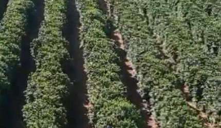 Fazenda à venda, AREA RURAL DE IBIA - MG - IBIÁ/MG
