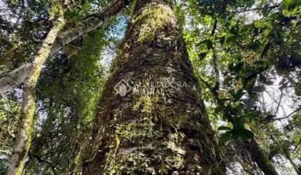Terreno à venda na Maracajás, 5, Loteamento Colinas de são Francisco, São Francisco de Paula, 802 m2 por R$ 250.000