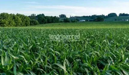 Chácara à venda 24200M², São Martinho, Rolândia - PR
