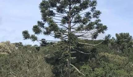 [85521] FAZENDA EM CAMBARÁ DO SUL NOS CÂNIONS PARA HOTEL FAZENDA OU AGROPEC EM CAMBARÁ DO SUL COM 318 HECTARES