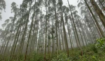 [98668]  FAZENDA COM EUCALIPTOS, ESCRITURA E VISTA PARA LAGOA EM OSÓRIO COM 75 HECTARES