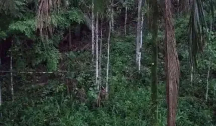 Chácara para Venda em Morretes, Estrada do Anhaia