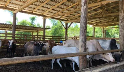 Chácara / sítio com 2 quartos à venda no Centro, Balneário Piçarras , 1000 m2 por R$ 6.000.000