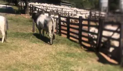 FAZENDA COM 248 ALQUEIRES PARA PECUÁRIA NO MUNICÍPIO DE MARZAGÃO - GO