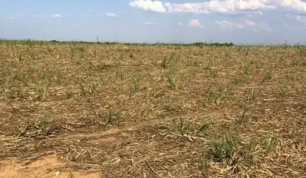 FAZENDA PARA AGRICULTURA EM CANA COM 81 ALQUEIRES EM URUAÇU - GO