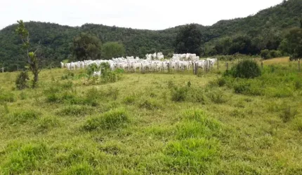 FAZENDA DUPLA APTIDÃO 600 ALQUEIRES EM PARAÍSO DO TOCANTINS-TO