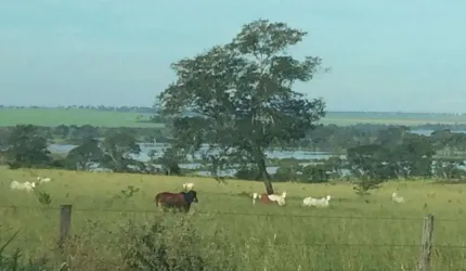 FAZENDA DUPLA APTIDÃO 440 ALQUEIRES CACHOEIRA ALTA-GO