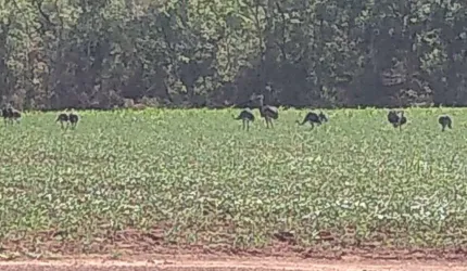 FAZENDA DUPLA APTIDÃO 266 ALQUEIRES EM DOVERLÂNDIA-GO