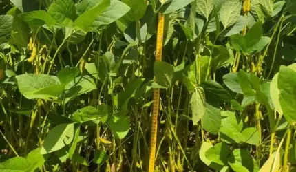 FAZENDA DUPLA APTIDÃO COM 11.000 HECTARES NA REGIÃO DE SALINAS EM RIBEIRA DO PIAUÍ - PI