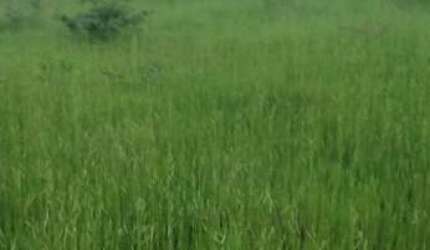 FAZENDA PARA PECUÁRIA COM 106 ALQUEIRES EM URUAÇU-GO