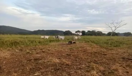 FAZENDA COM 310 ALQUEIRES DUPLA APTIDÃO EM COLINAS DO SUL - GO