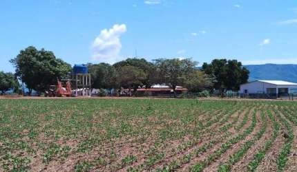 FAZENDA DE DUPLA APTIDÃO COM 95 ALQUEIRES EM FORMOSA-GO